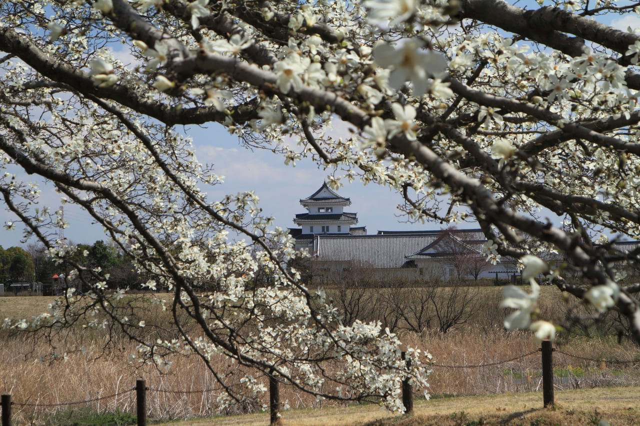 今年も…中止に…「関宿城さくらまつり」は昨年に引き続き2021年も開催されません。