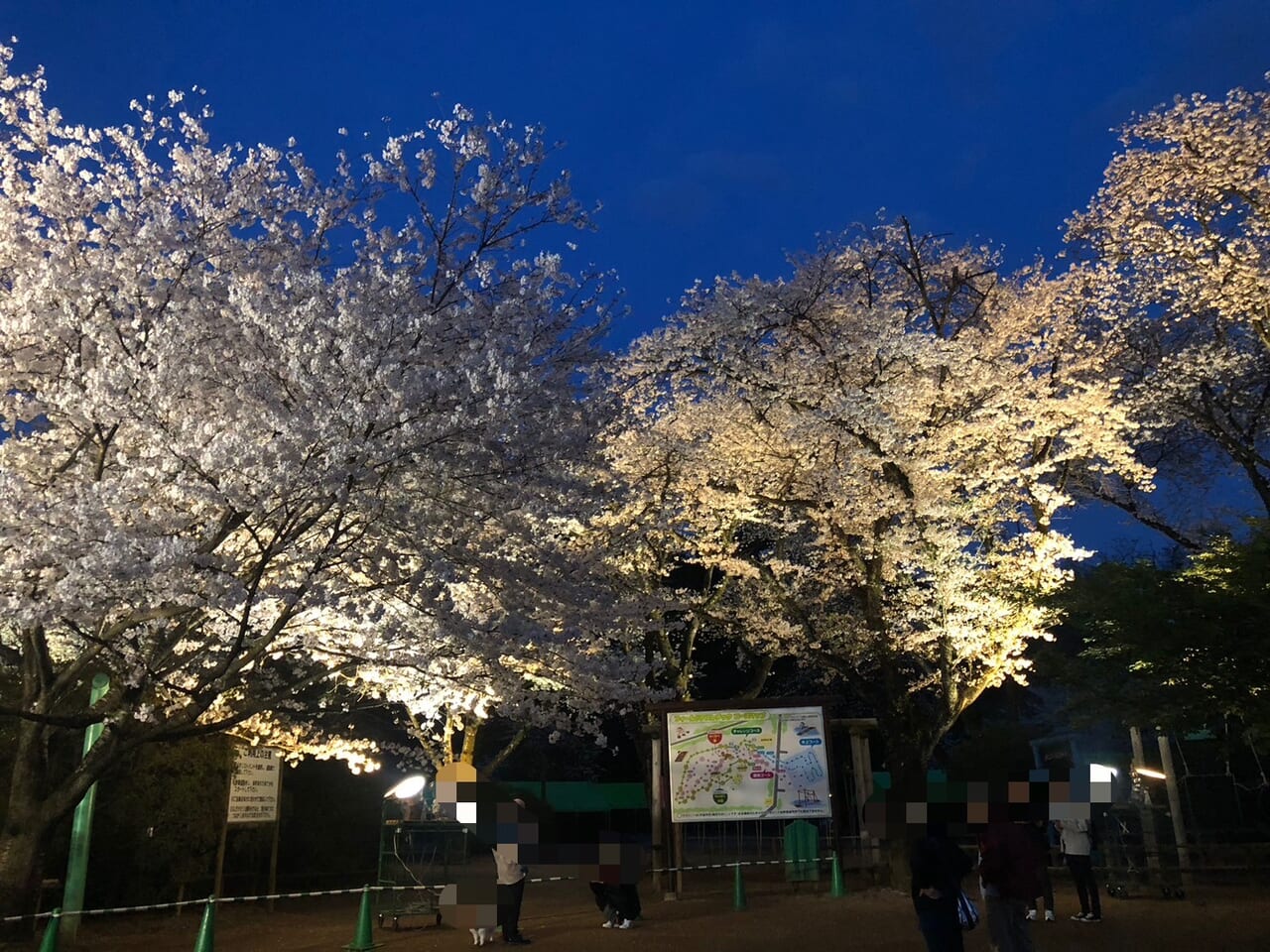 清水公園桜ライトアップ