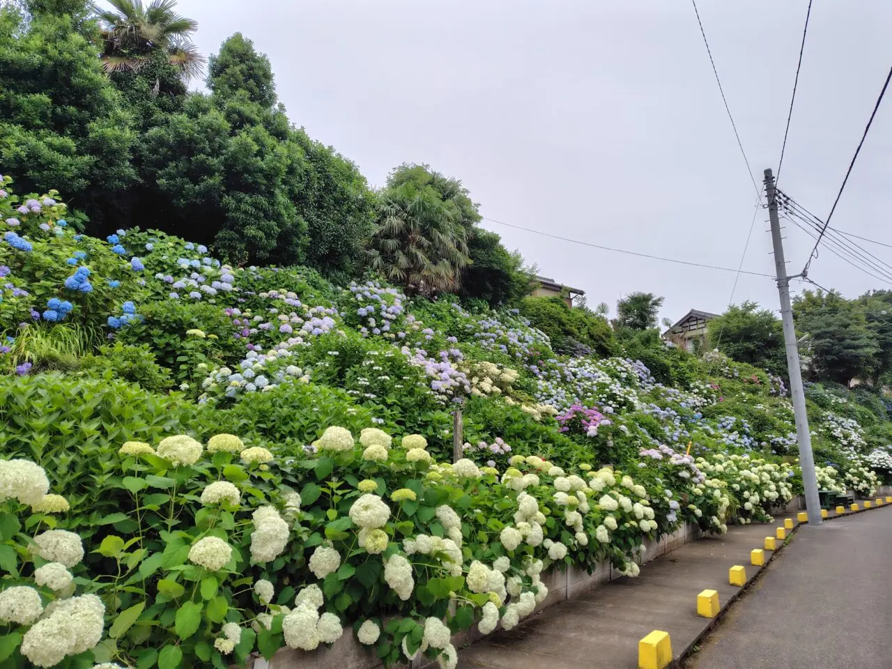 2025年前ヶ崎紫陽花