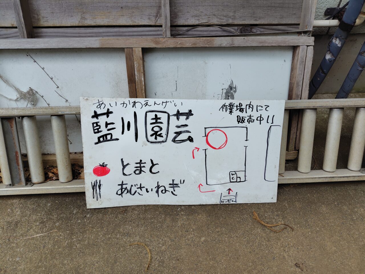 2025年前ヶ崎紫陽花