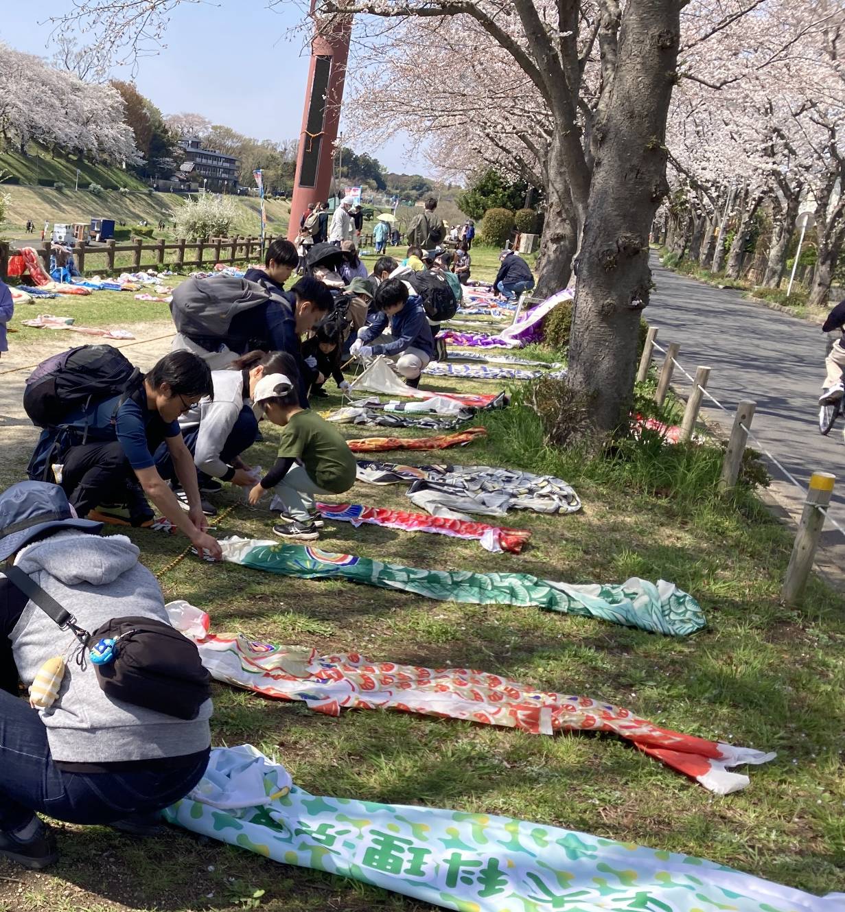 2026年鯉のぼり泳がせ隊&流山クリーン活動