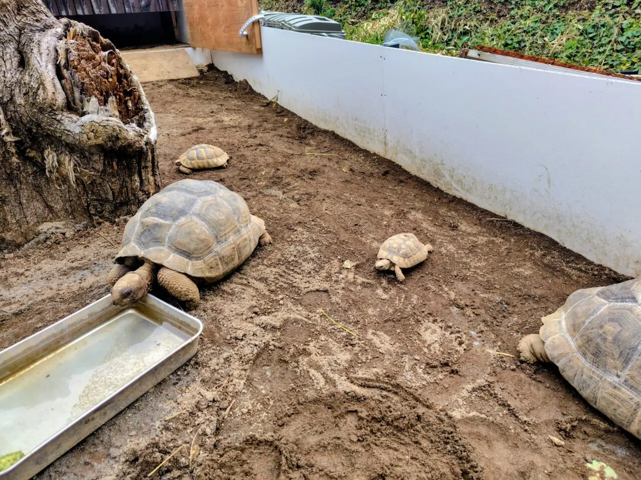 2026年まちの動物園